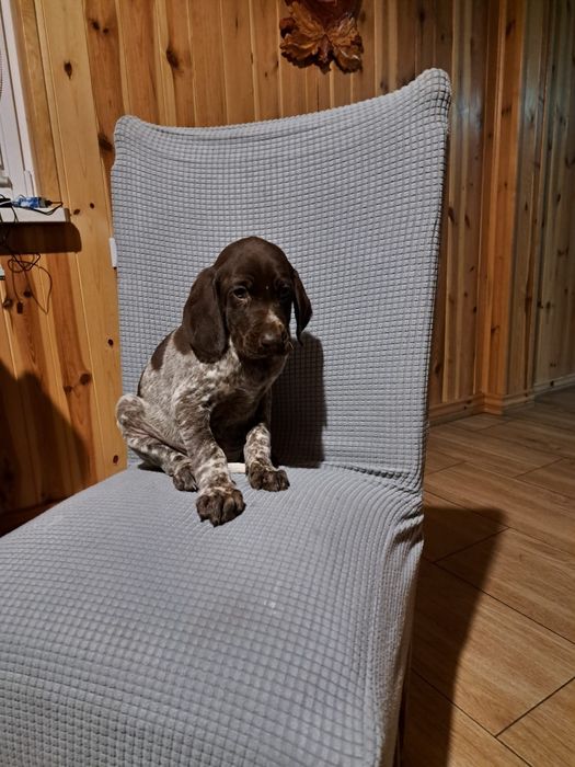 Wyżeł niemiecki krótkowłosy