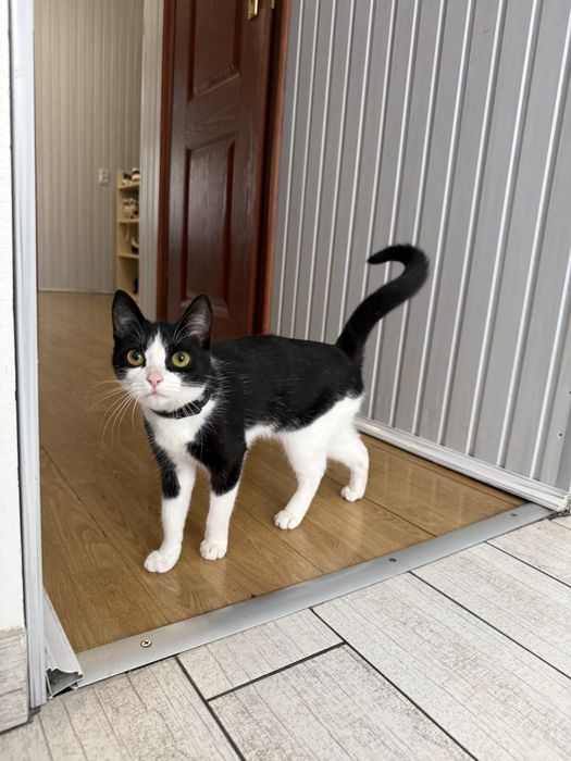 Киця, кіт, котик