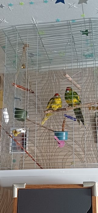 Продам Новозеландских прыгающих попугаев.