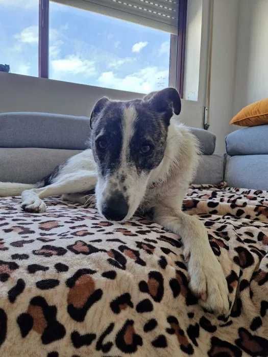 cão para adoção