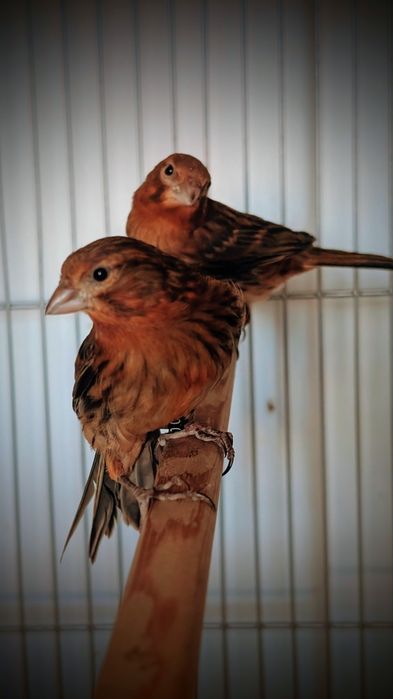 Canários 2025 ( bronze + timbrado)