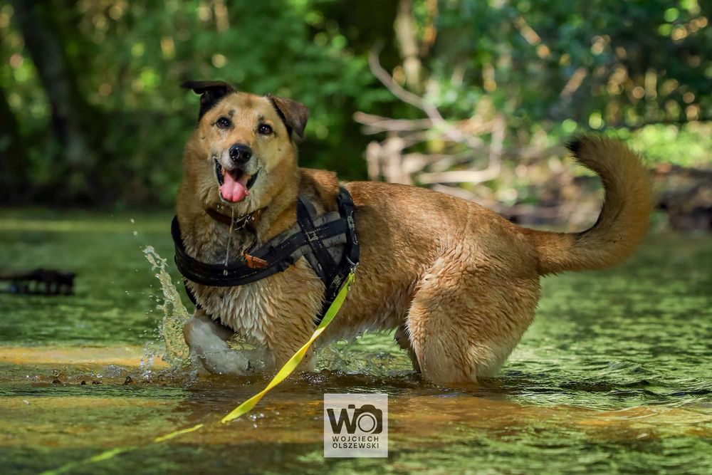 RUDOLF - piękny i spokojny pies