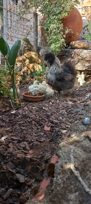 Sedosas do japao  barbudas