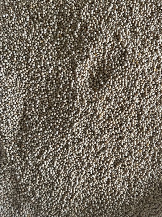 Groch Astronaute zbiór 2025