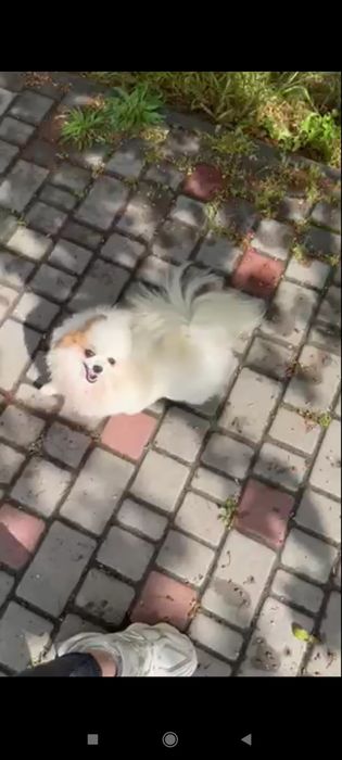 Померанский шпиц девочка