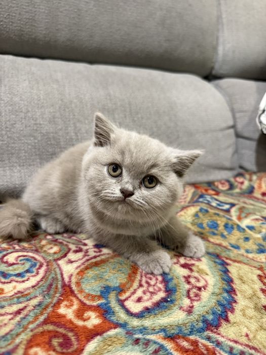 Gatinho macho  british shorthair