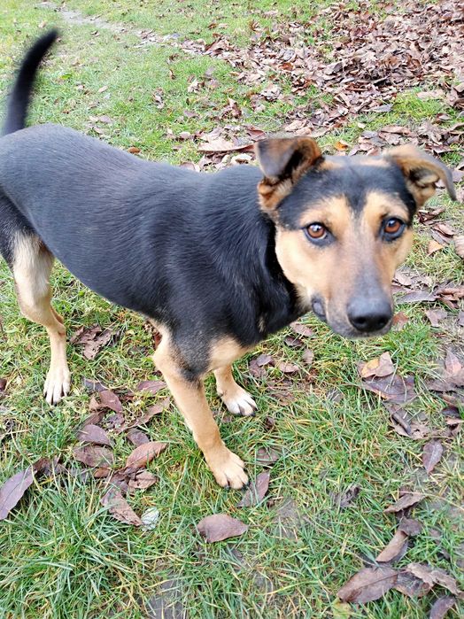 Подарую собачку ..