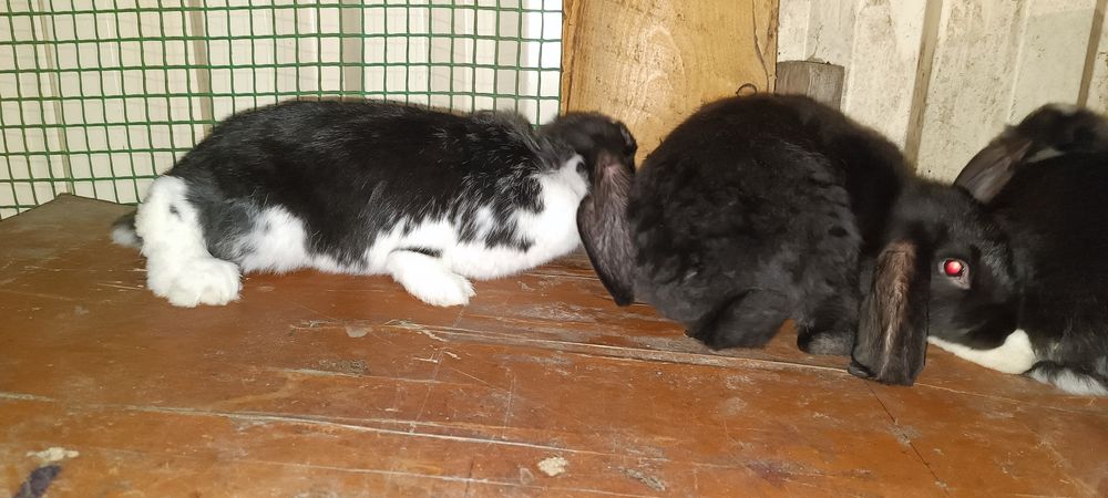 Продам кролів Французький Баран