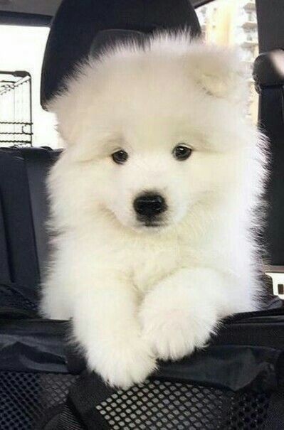 Щенки самоедская лайка