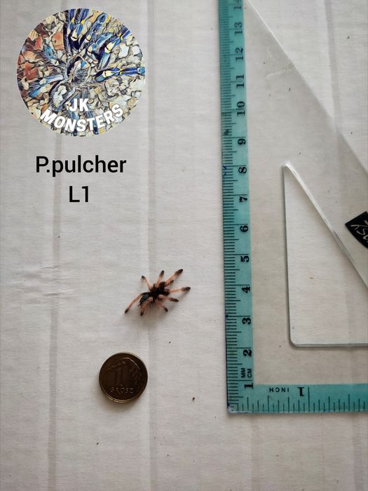Pająk/Ptasznik Psalmopoeus pulcher+gratisy