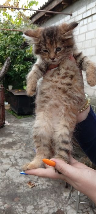 Котенок бесплатно