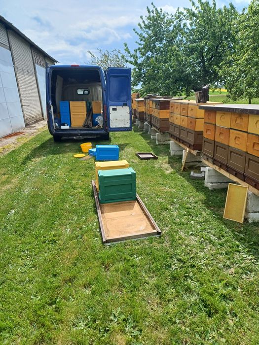 Odkłady pszczele Langstroth Pszczoły