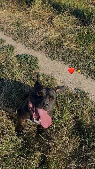 Suczka amstaff szuka domu