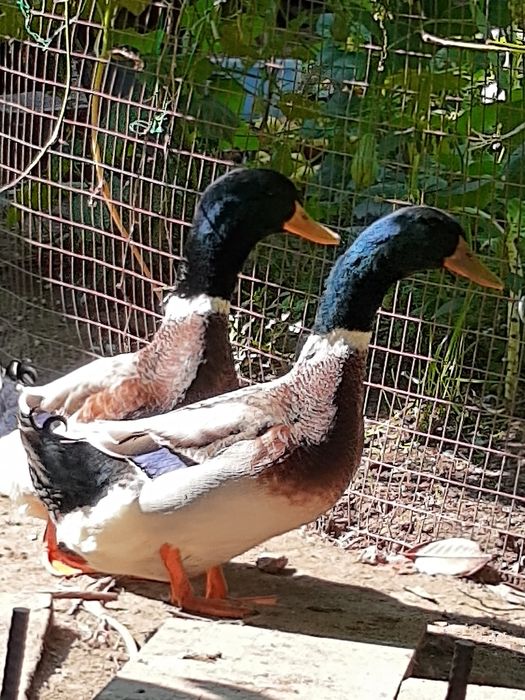 Ovos de pata Ruan para incubação