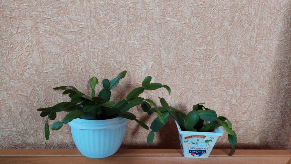 Кімнатні лілії, вазони