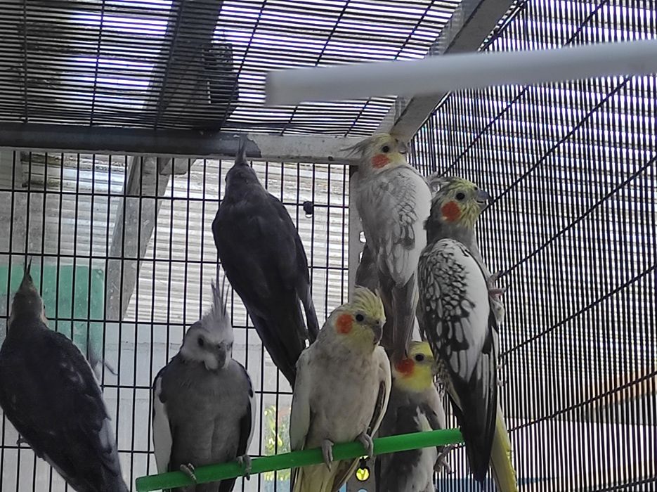 Caturras para dispensar