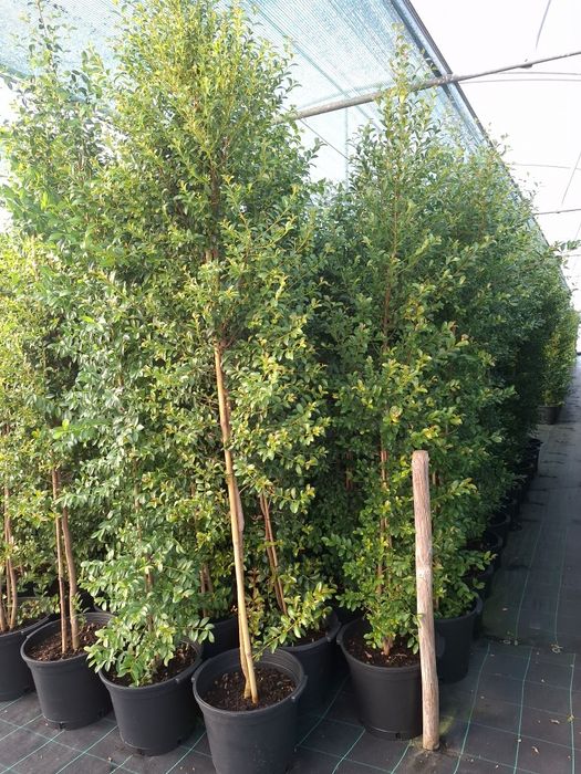 Eugénias Myrtifolia 1,75M/1,85M
