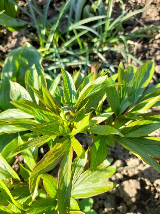 Піони трав'янисті