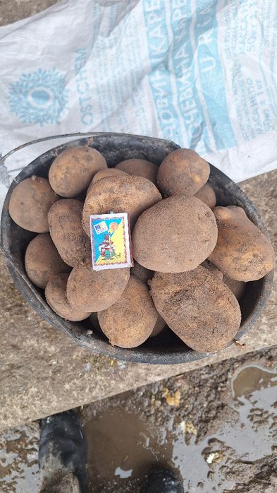 Продаємо картоплю з доставкою за адресою