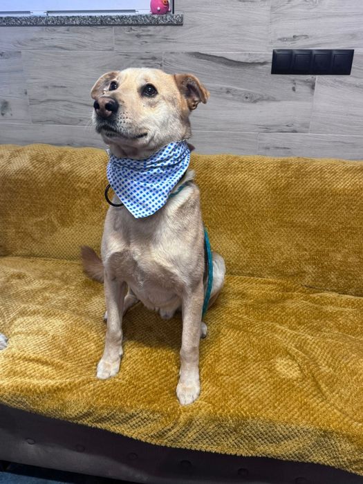 Piesek około 3 lata