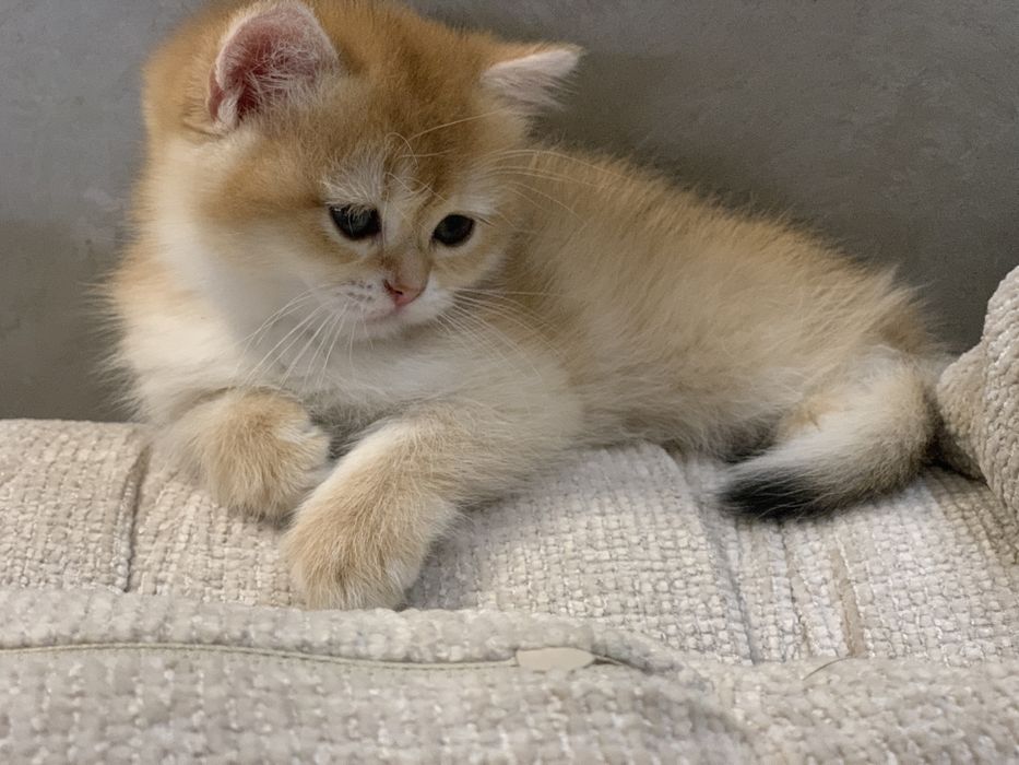 Британские котята