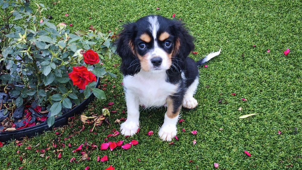 King Charles cavalier macho tricolor