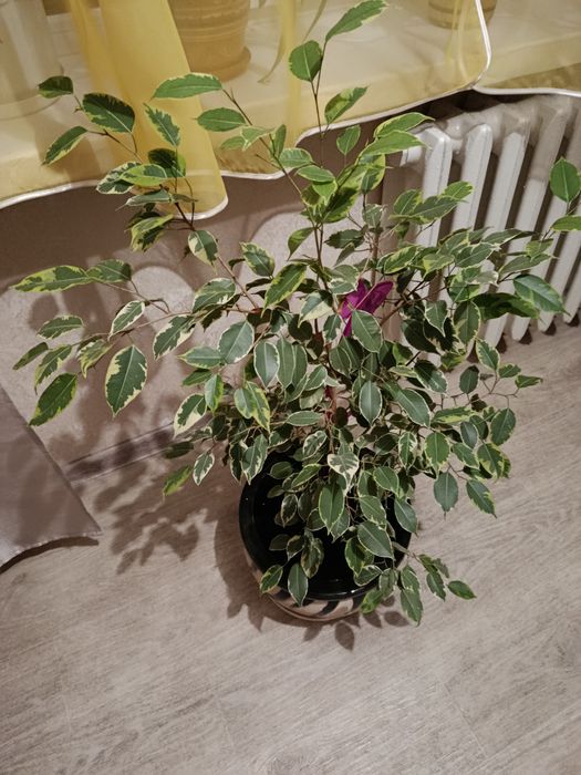 Продам шикарні квіти