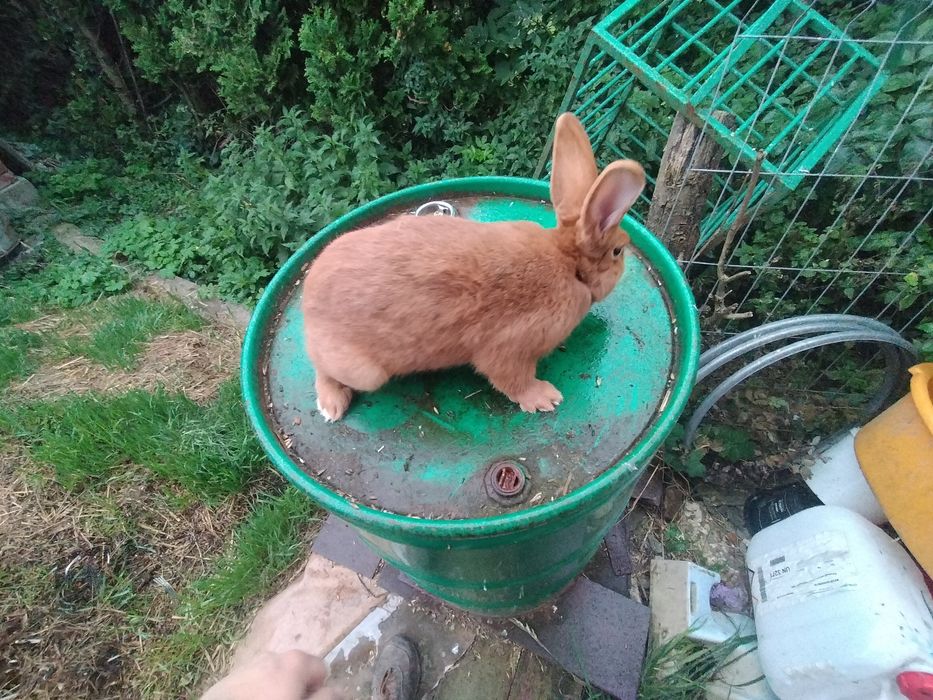 Sprzedam króliki samce i samice