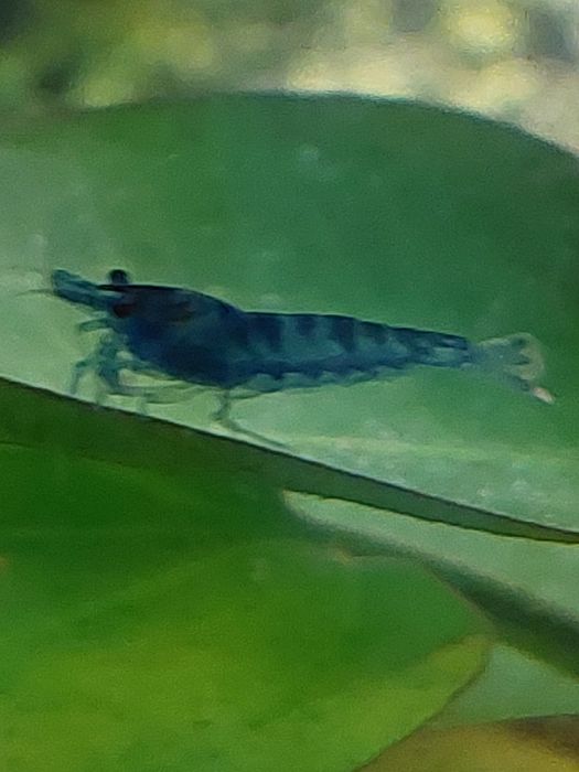 Camarões azuis Blue Dream