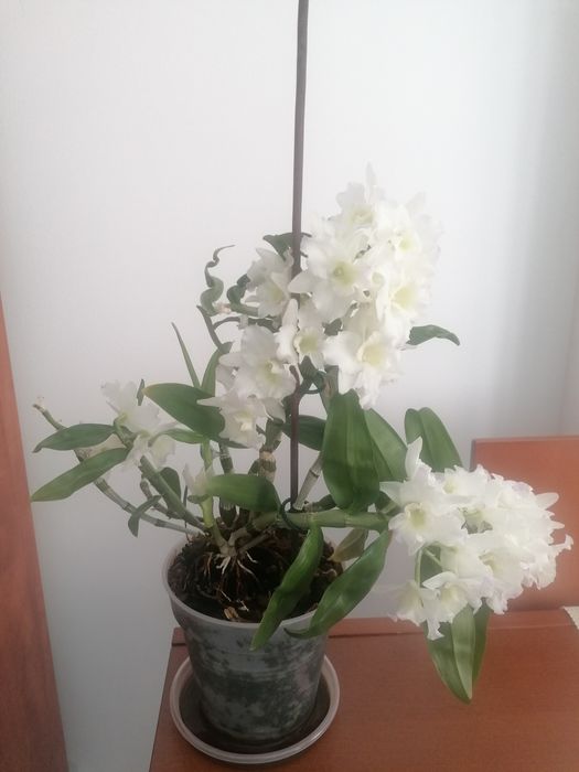Phalaenopsis branca
