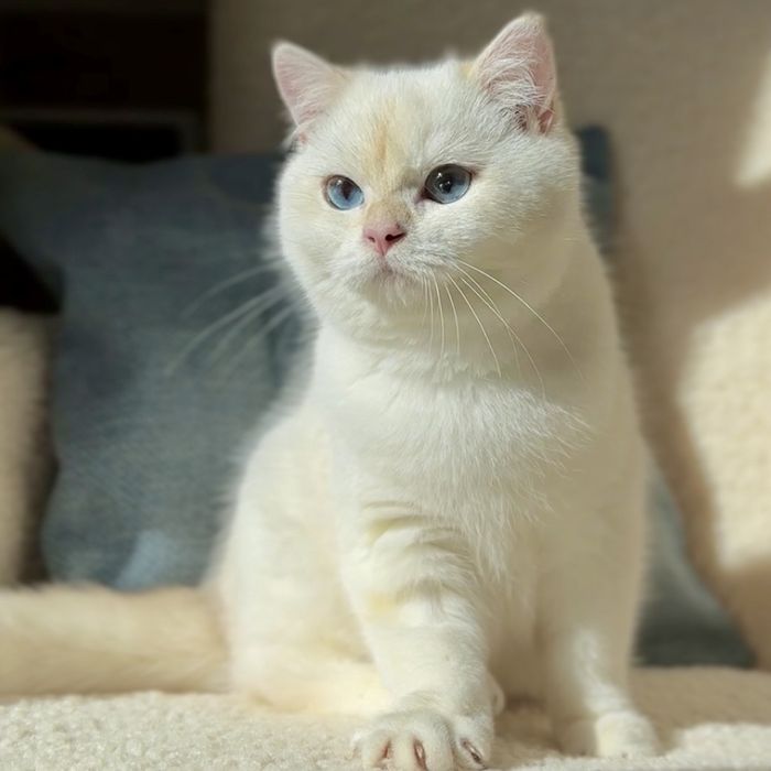 Золотий британський котик! Bri ny 12 33