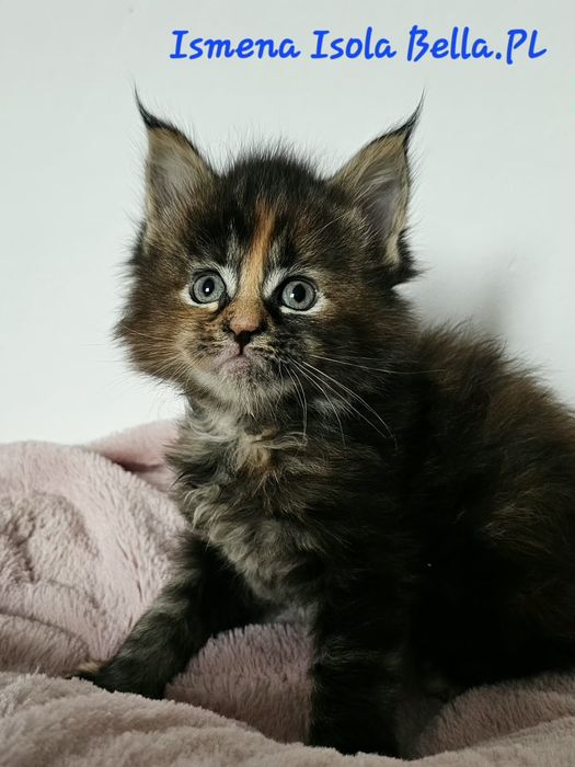 Kotka Maine Coon