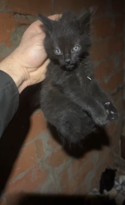 Котики у родину.Котик.Киця