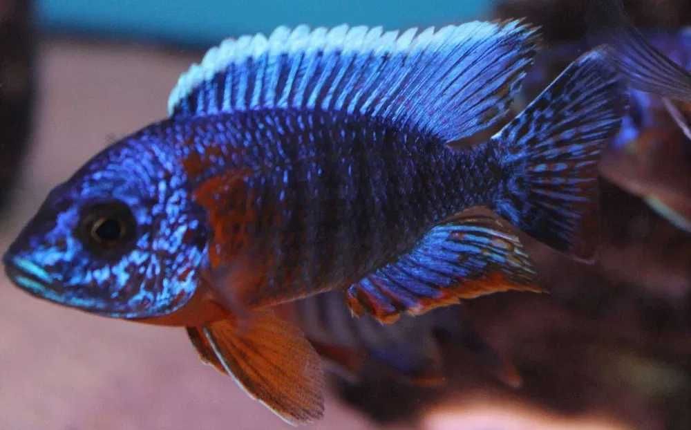 GB MALAWI Pyszczak Aulonocara Hansbaenschi Red Flush - dowóz ryb!