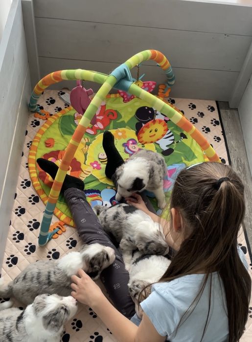 Border Collie FCI blue merle
