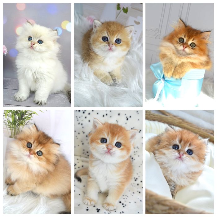 Британская золотая шиншилла/британська золота/котята/кошенята