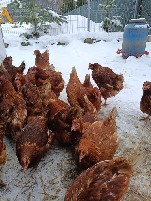 Kury nioski Novogen 24 tygodnie .