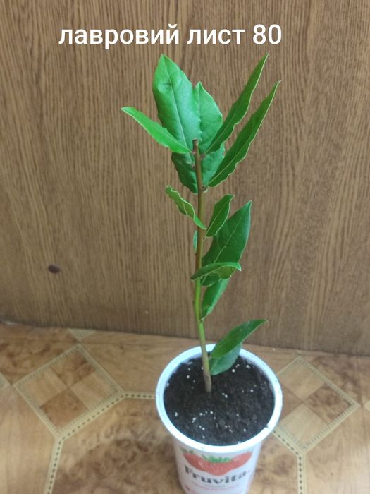 Заміокулькас чорний равен, лавровий лист, каламондин ,манго