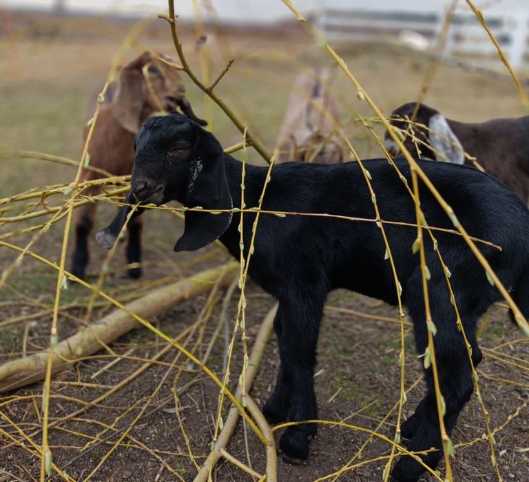 Sprzedam koziołki Anglonubijskie 100%