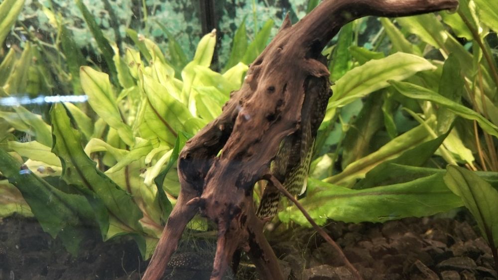 Akwarium z wyposażeniem