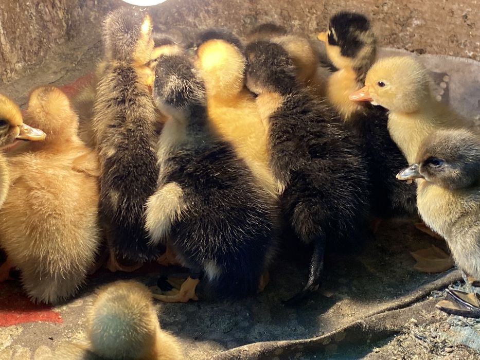 Качки башкирка, фаворит, біла.