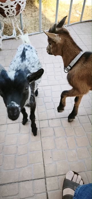 Duas cabras anãs macho 100€