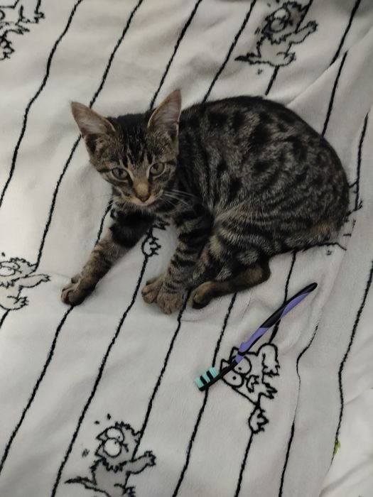 Котик, хлопчик, табі