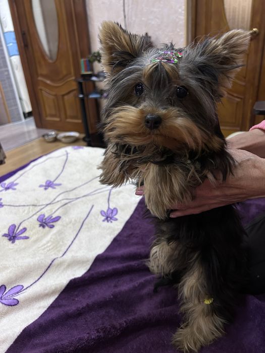 Йоркширские терьеры мини