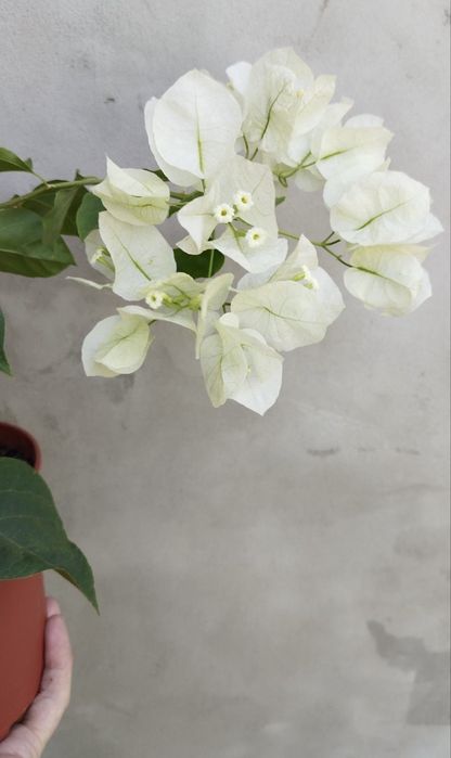 Бугенвілія  Bougainvillea  з цвітом