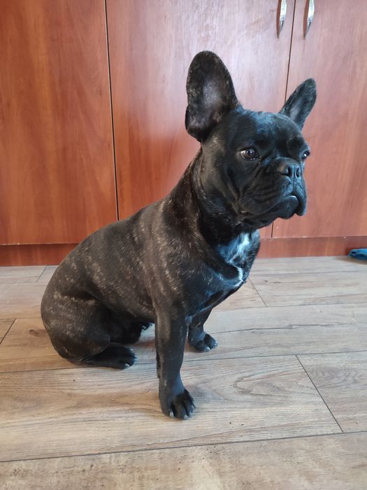 Продам в хорошие руки