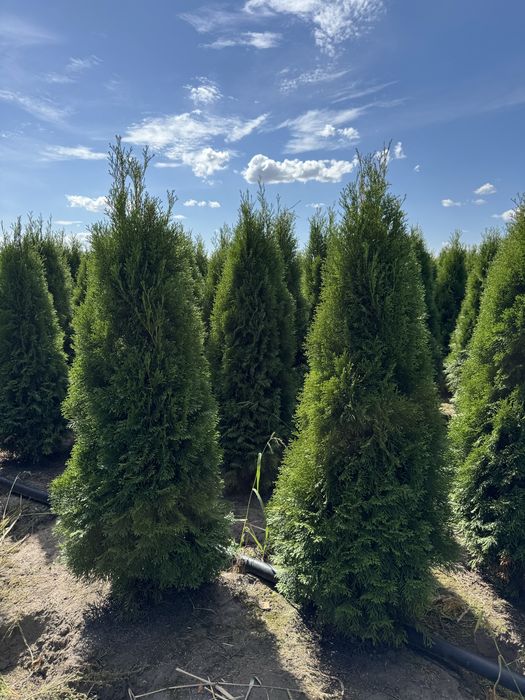 Gęsta Tuja Szmaragd 160-170cm Dostawa Sadzenie Producent