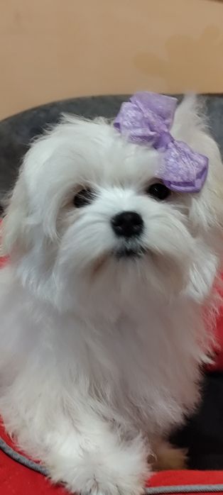 Мальчик Мальтезе