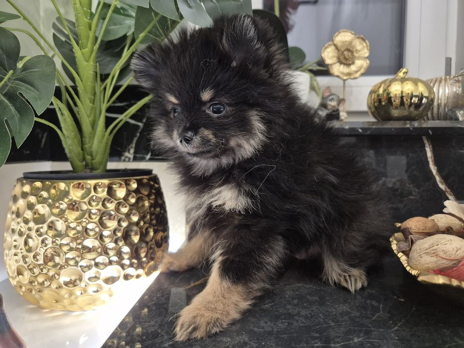 Szpic miniaturowy suczka