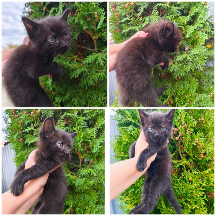 Котенок чёрный мальчик полтора месяца кошеня